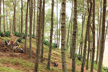 june4-2011haiti2treeplanting